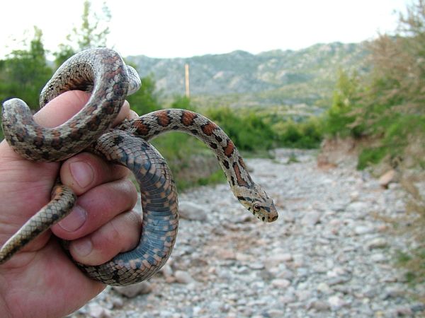 Zamenis situla