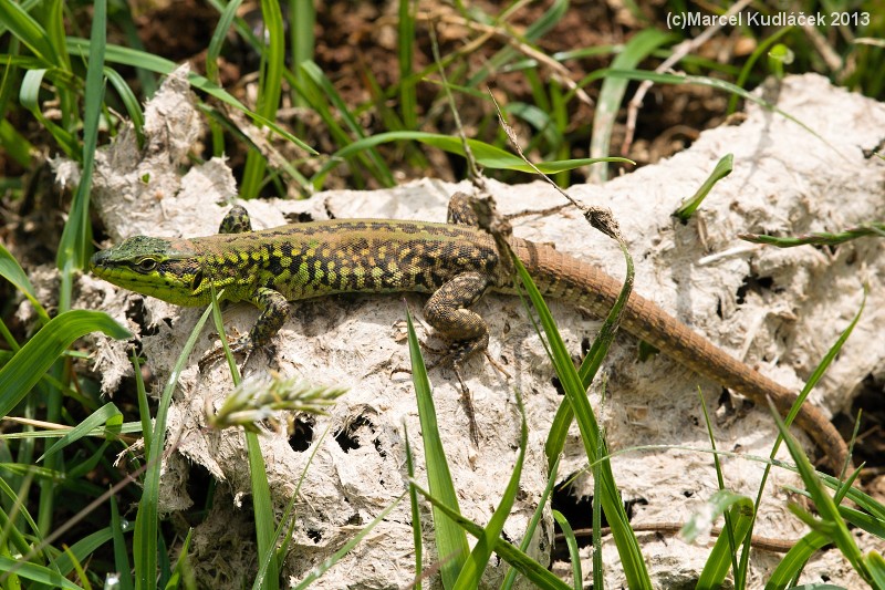 Podarcis siculus Podarcis siculus
