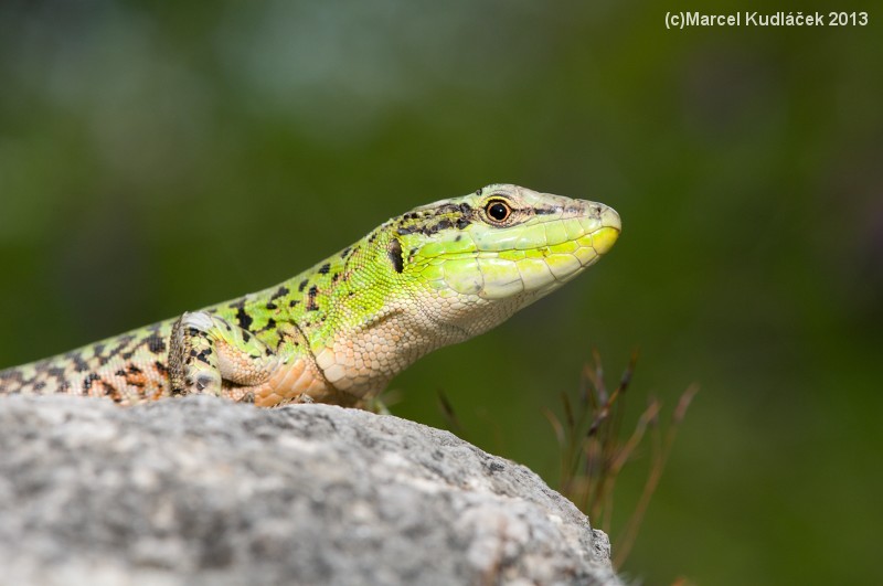 Podarcis siculus Podarcis siculus