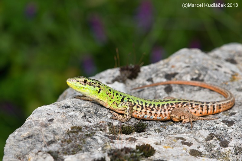 Podarcis siculus Podarcis siculus