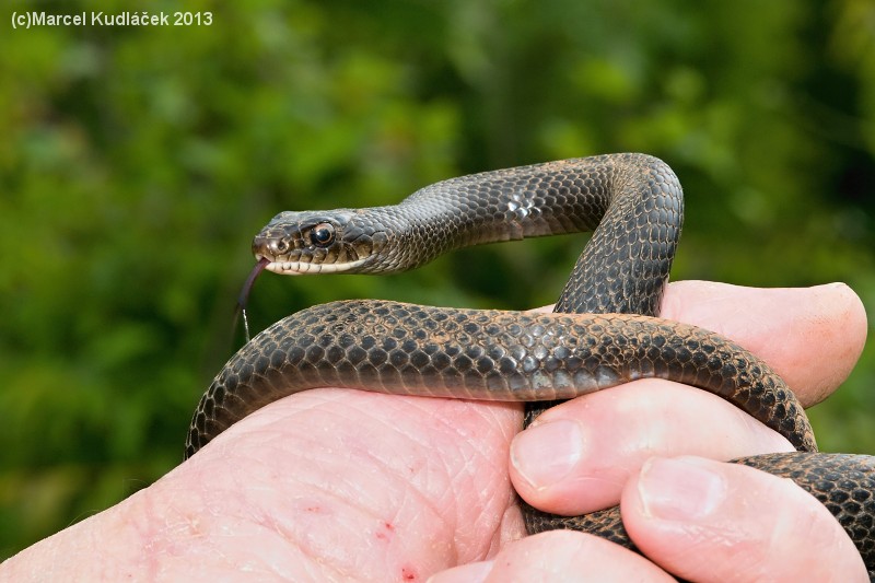 Hierophis viridiflavus