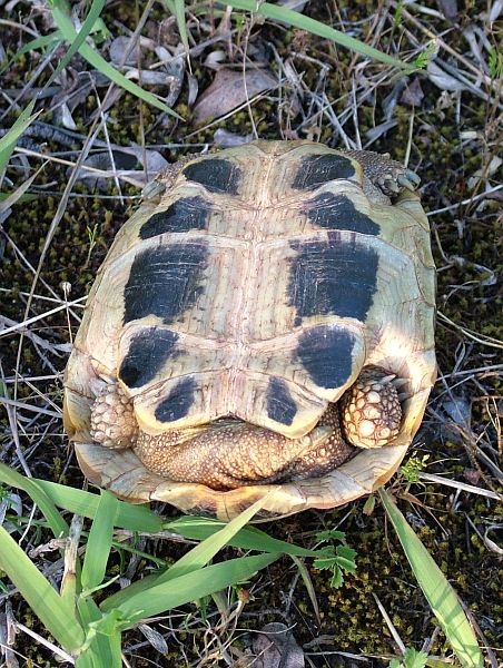 Testudo hermanni