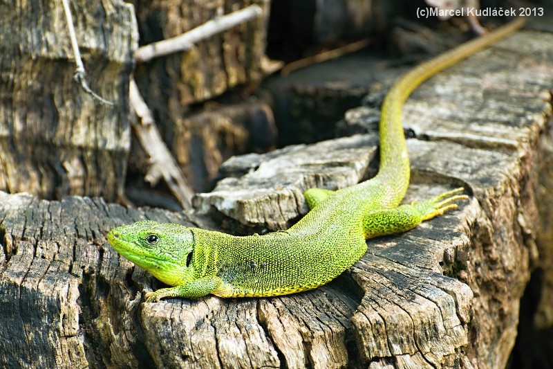 Lacerta trilineata