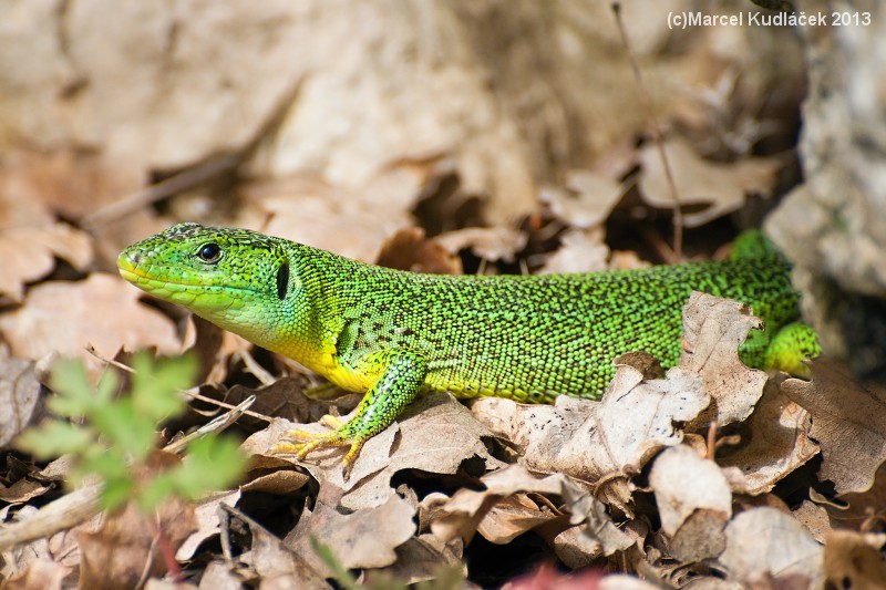 Lacerta trilineata