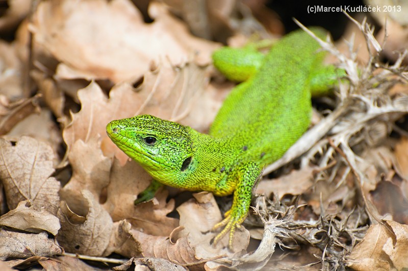 Lacerta trilineata