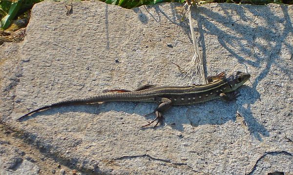 Lacerta trilineata