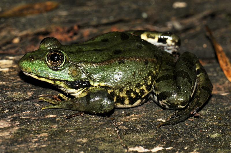 Pelophylax/Rana sp.