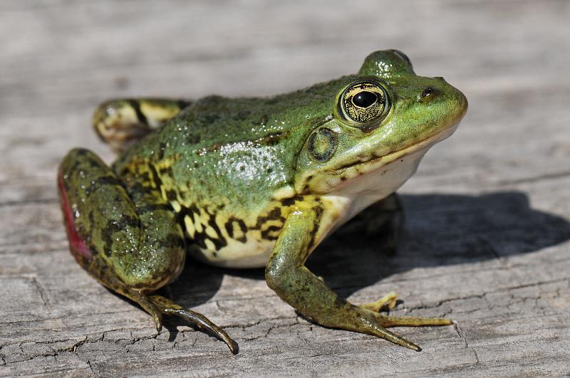 Pelophylax/Rana sp.