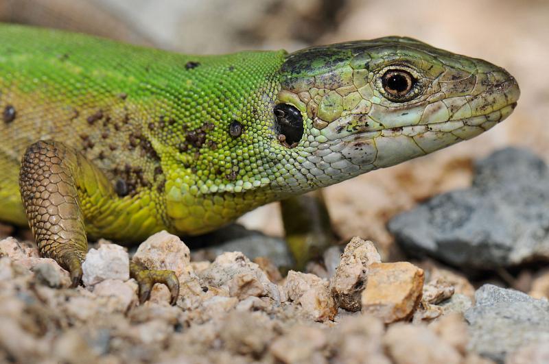 Lacerta viridis