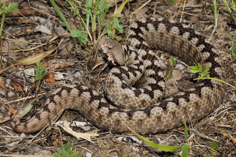 Vipera ammodytes