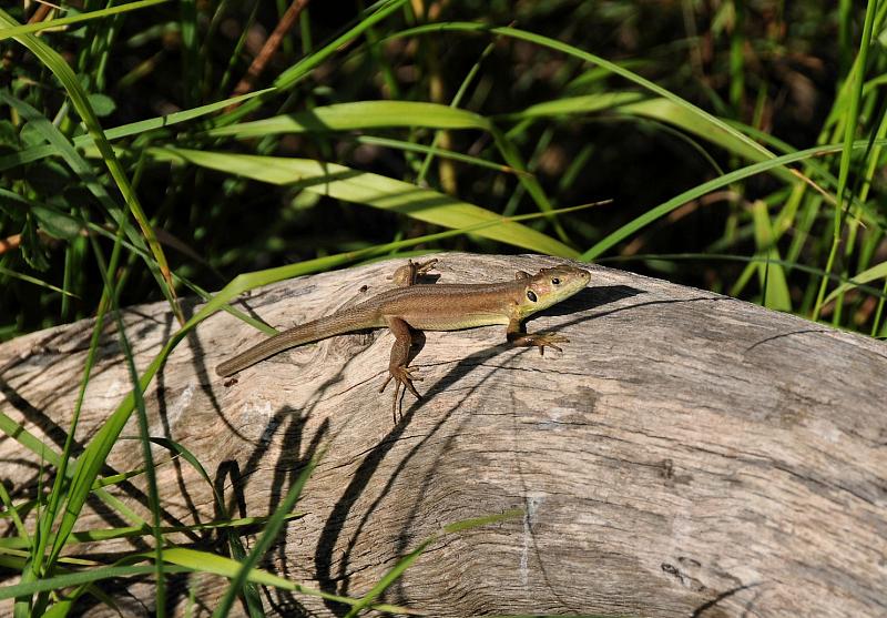 Lacerta viridis Lacerta viridis