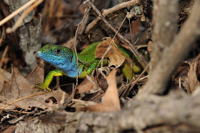 Lacerta viridis