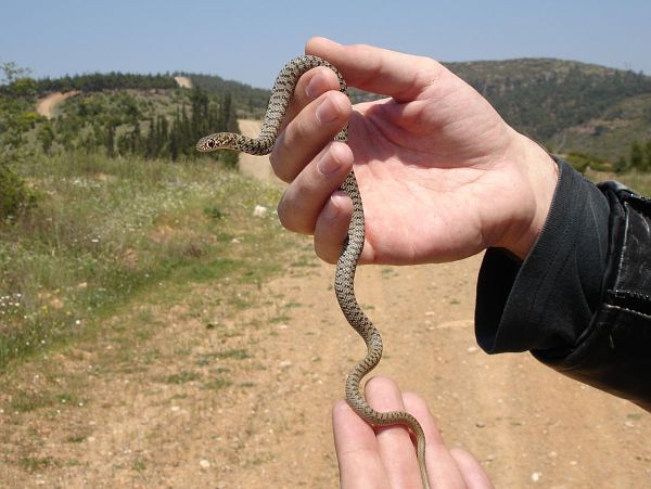 Dolichophis caspius