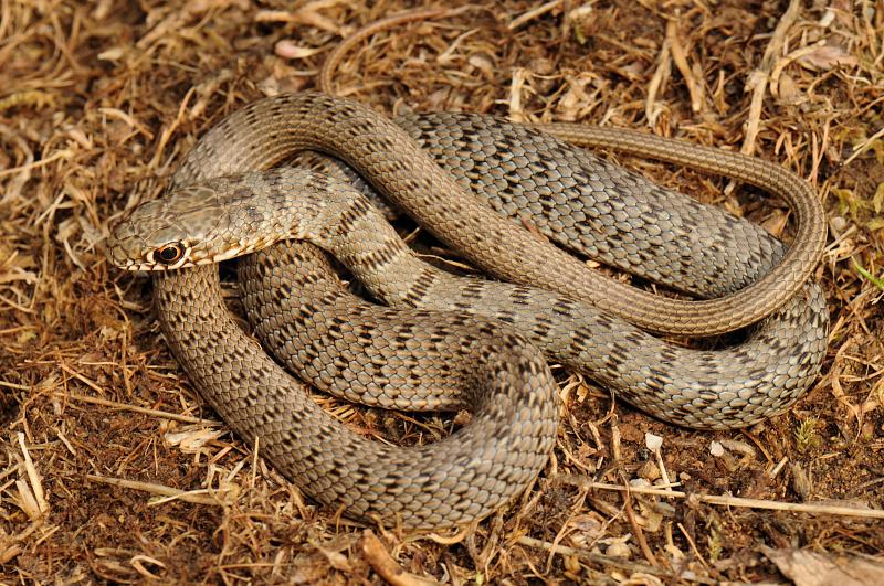 Dolichophis caspius