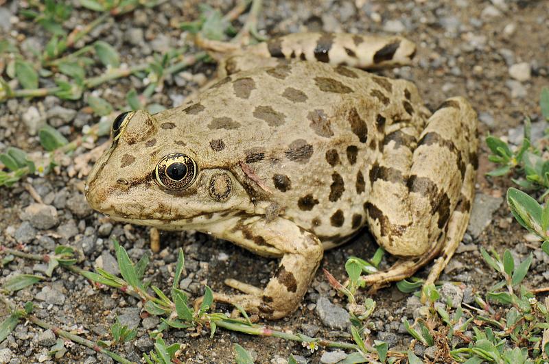 Pelophylax ridibundus