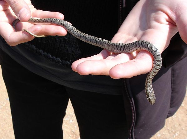 Dolichophis caspius