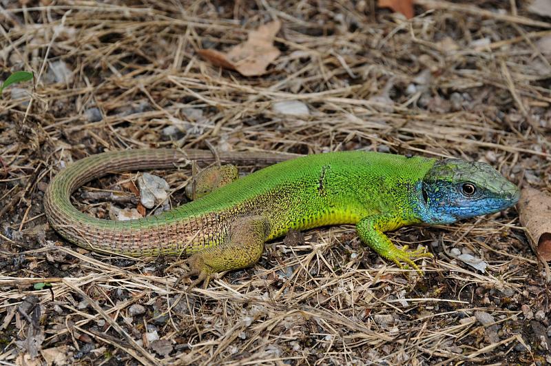 Lacerta viridis