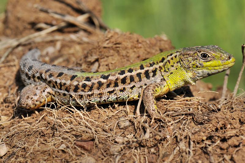 Podarcis tauricus