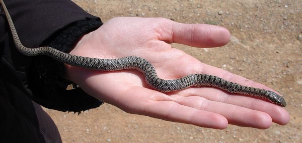 Dolichophis caspius