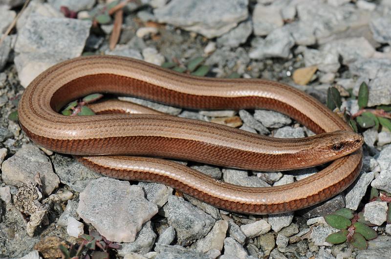 Anguis fragilis s.l.