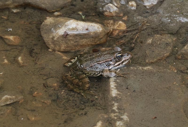 Pelophylax ridibundus