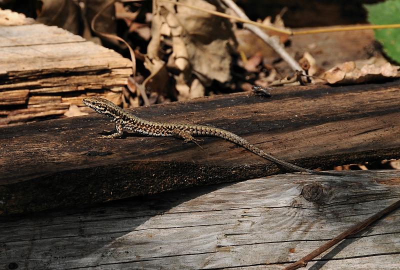 Podarcis muralis