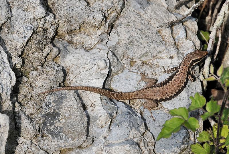 Podarcis muralis