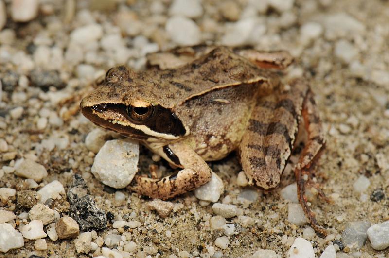 Rana dalmatina