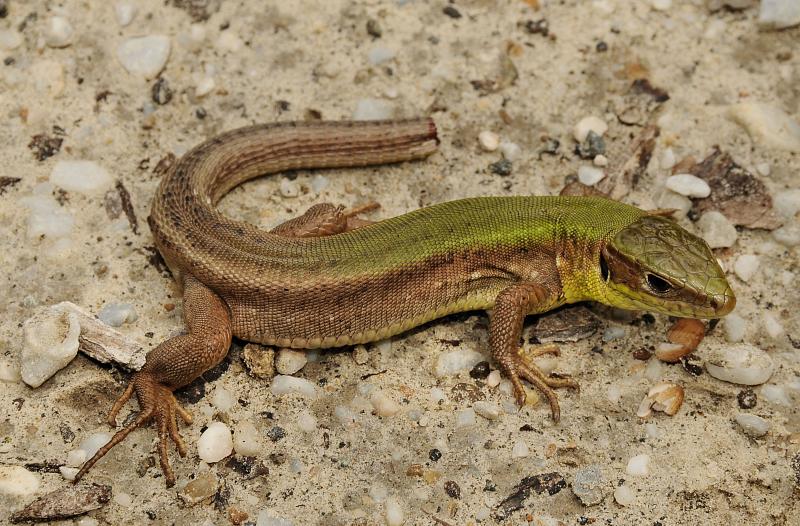 Lacerta viridis