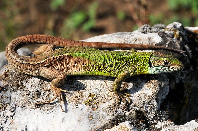 Lacerta viridis