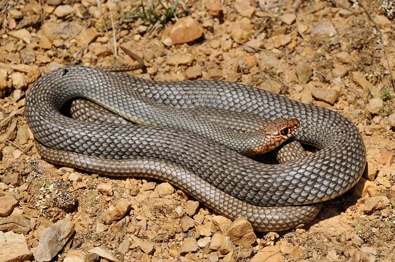 Dolichophis caspius