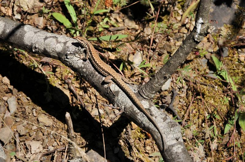 Podarcis muralis