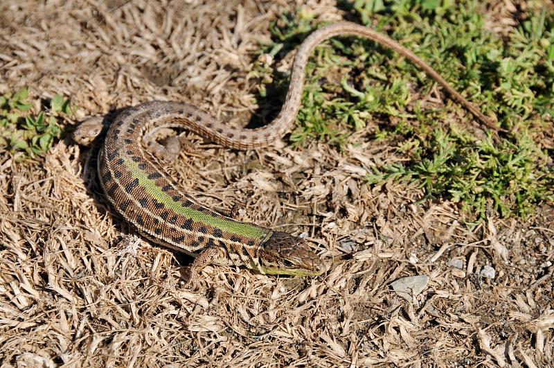 Podarcis tauricus