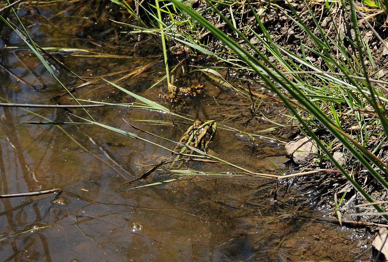 Pelophylax ridibundus