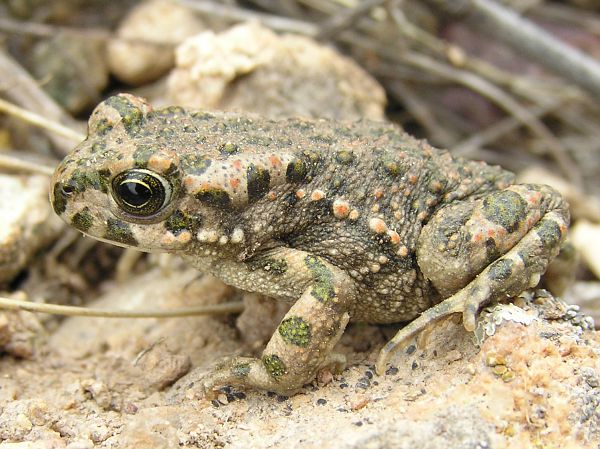 Pseudepidalea viridis