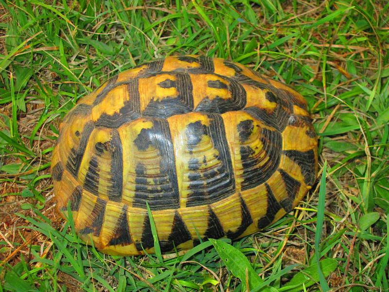 Testudo hermanni