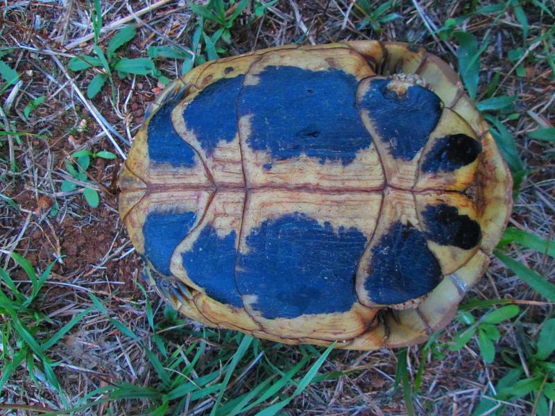 Testudo hermanni