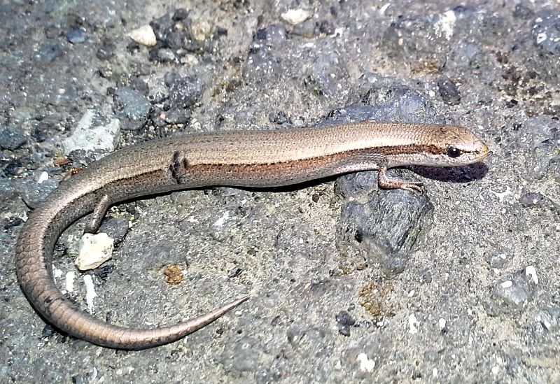 Ablepharus kitaibelii