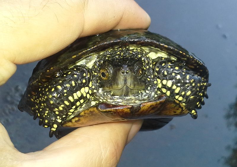Emys orbicularis