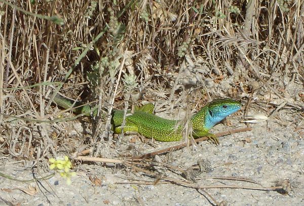 Lacerta viridis