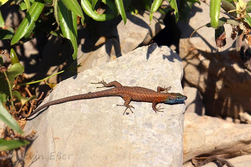 Algyroides nigropunctatus