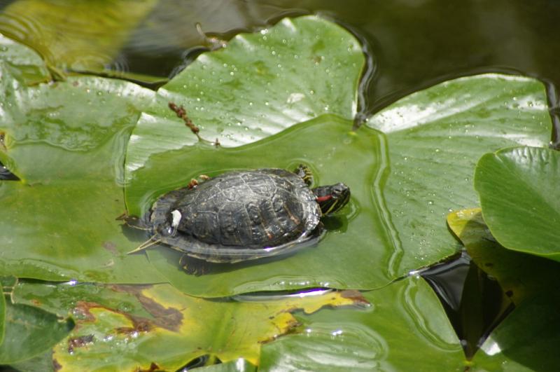 Trachemys scripta