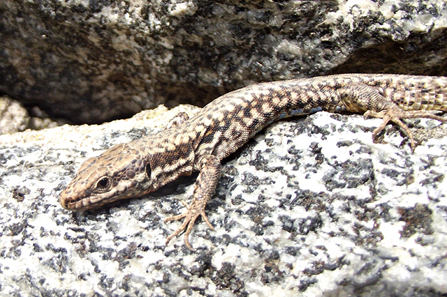 Podarcis muralis