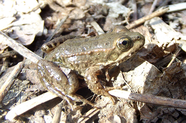 Pelophylax ridibundus