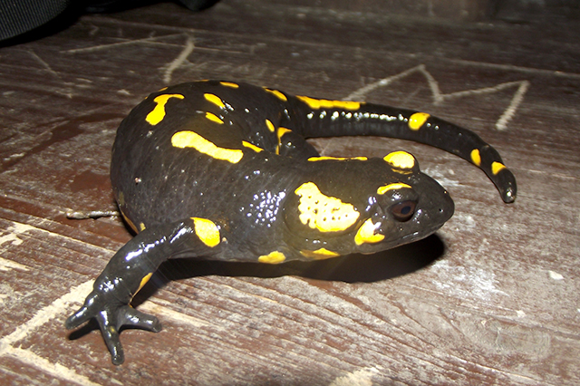 Salamandra salamandra