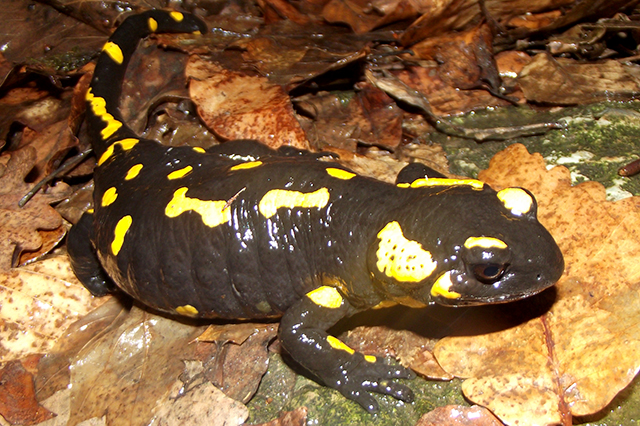 Salamandra salamandra