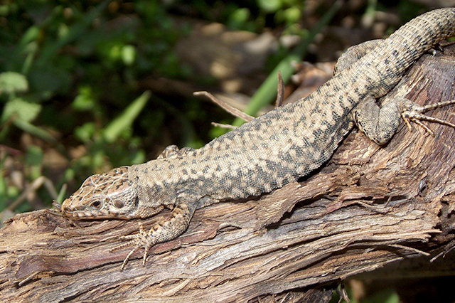 Podarcis muralis