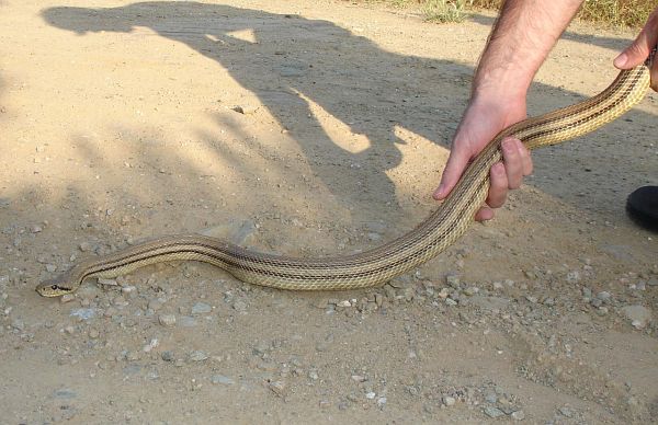 Elaphe quatuorlineata