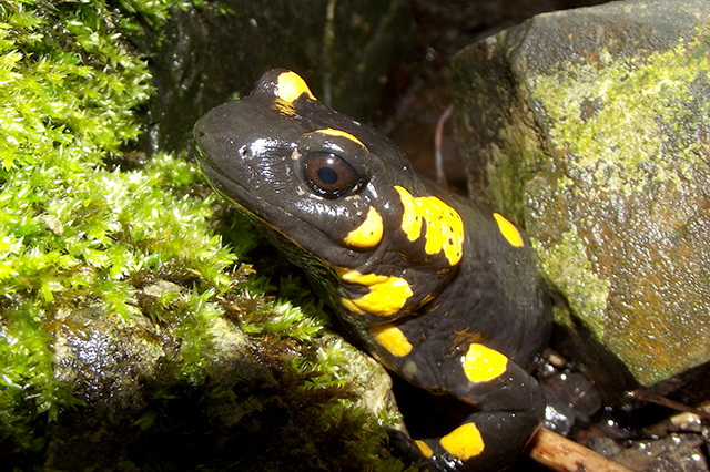 Salamandra salamandra