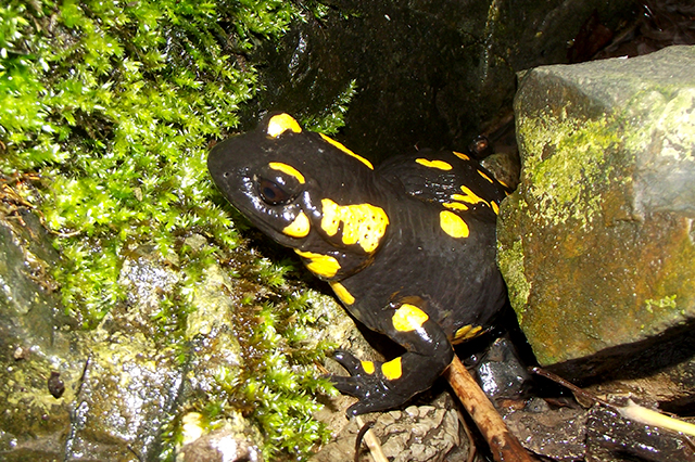 Salamandra salamandra